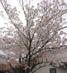 道場の前の桜